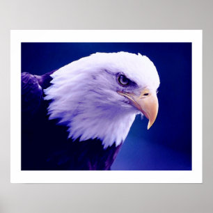 Águilas americanas - Pósters Impresiones de Águila