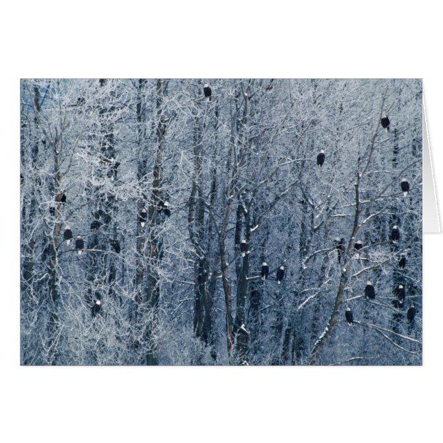 Águilas calvas (Anverso (Horizontal))