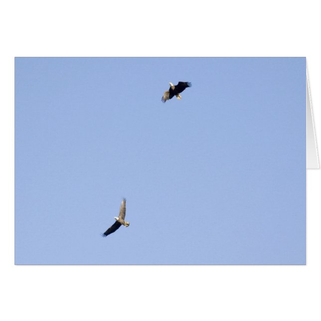 Águilas en la presa de Conowingo (Anverso (Horizontal))