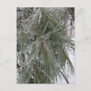 Agujas de pino en postal de vacaciones de hielo