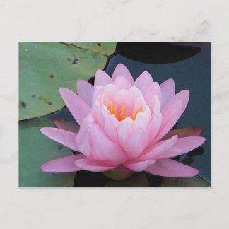 AH- Postal Lirio de Agua Rosa