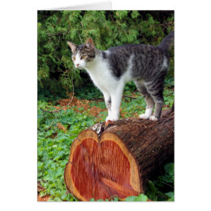 Ahora Tienes Mi Atención - Tarjeta Kitty