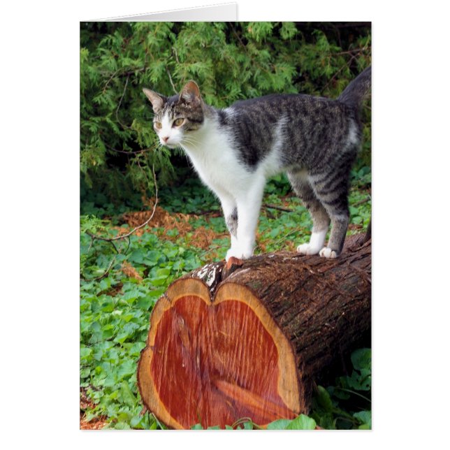 Ahora Tienes Mi Atención - Tarjeta Kitty (Frente)