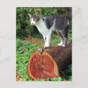 Ahora Tienes Mi Atención - Tarjeta Kitty