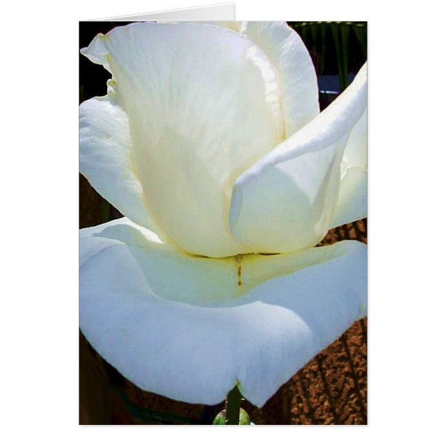 Ahora y para siempre_ (Frente)