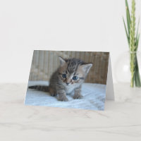 Ahorre una vida, adopte una tarjeta de