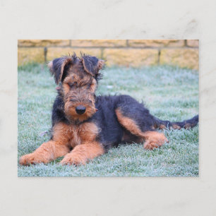 Airedale Terrier Cuppy Perro postal verde