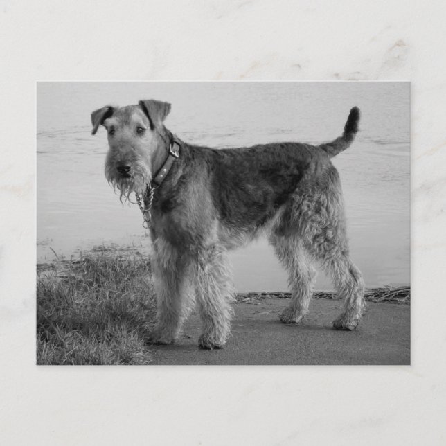 Airedale Terrier Perro de cachorro negro y postal  (Anverso)