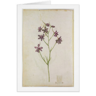 Ajacis del Delphinium, c.1568