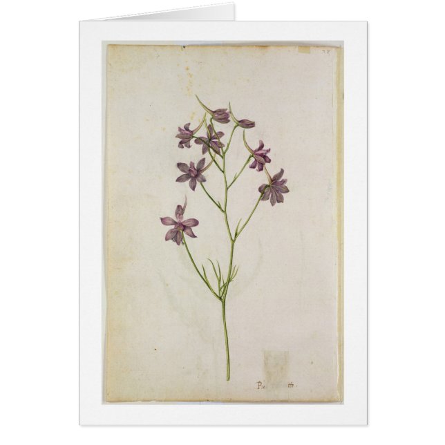 Ajacis del Delphinium, c.1568 (Frente)