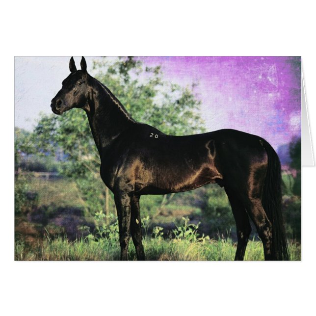 Akhal-teke Stallion (Anverso (Horizontal))