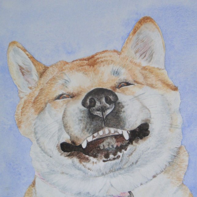 akita japonesa graciosa amor de perro sonriente (Subido por el creador)
