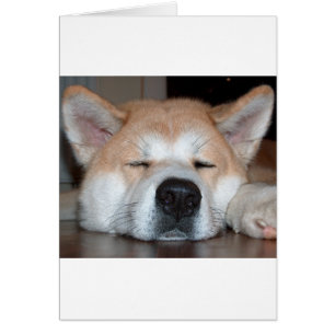 Akita sleeping.png