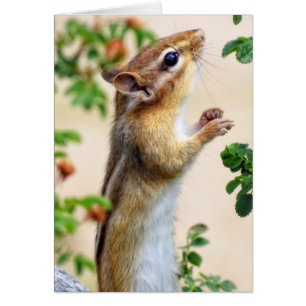 Al alcance - Chipmunk