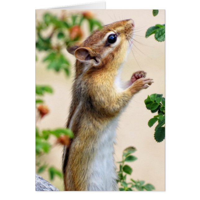 Al alcance - Chipmunk (Frente)