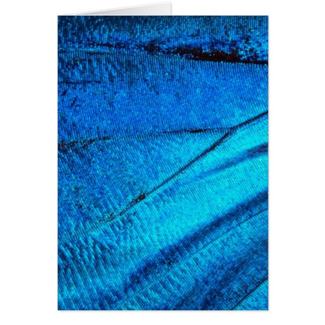 Ala de mariposa azul irlandés (Frente)