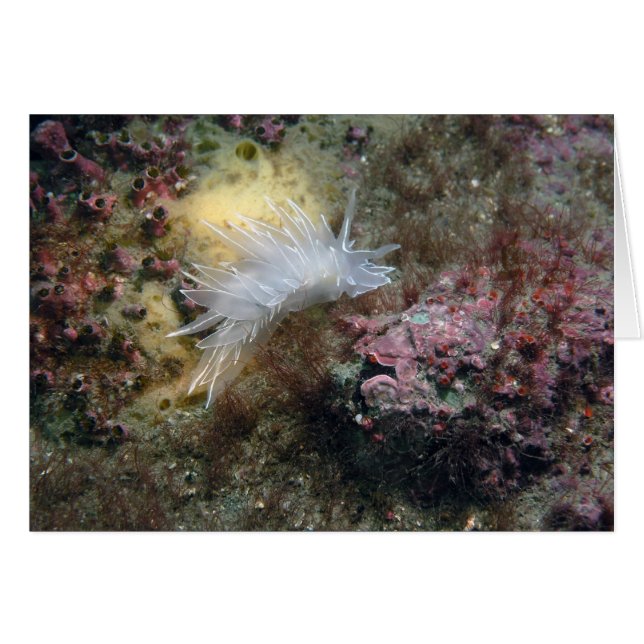 Alabaster Nudibranch (Anverso (Horizontal))