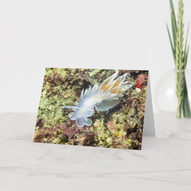 Alabaster Nudibranch - Tarjetas (Anverso)