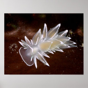 Alabastro Nudibranch - impresiones del Bello Artes