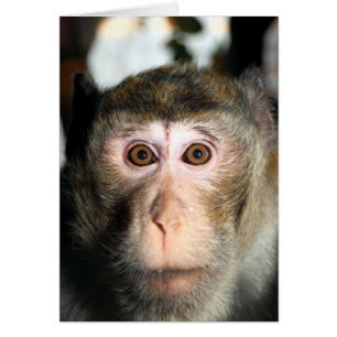 Álamo de selva tropical en peligro