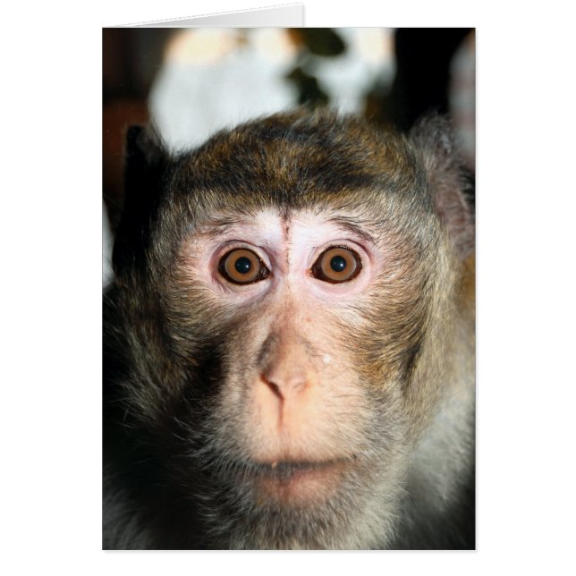 Álamo de selva tropical en peligro (Frente)