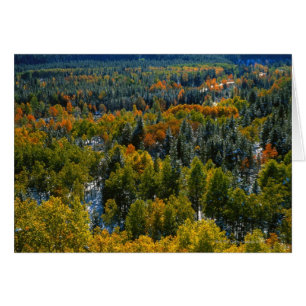 Álamo y árboles Spruce