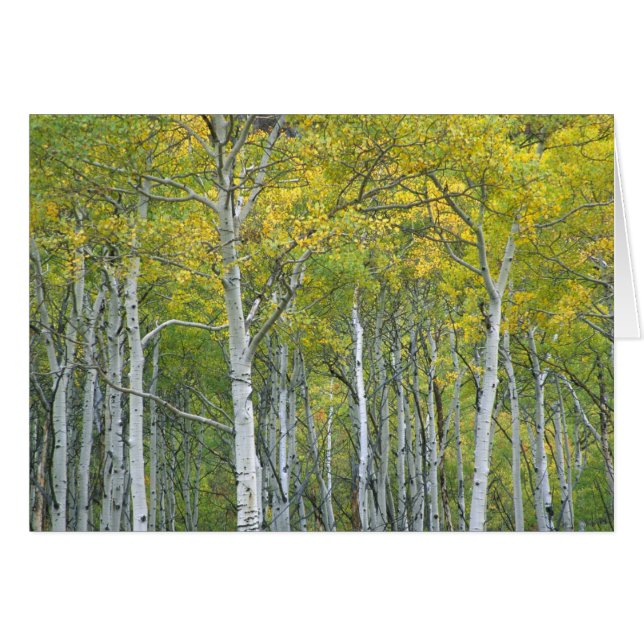 Álamos de otoño en el paso McClure en Colorado. (Anverso (Horizontal))