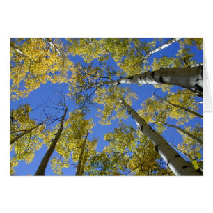 Álamos tembloses de debajo III tarjeta