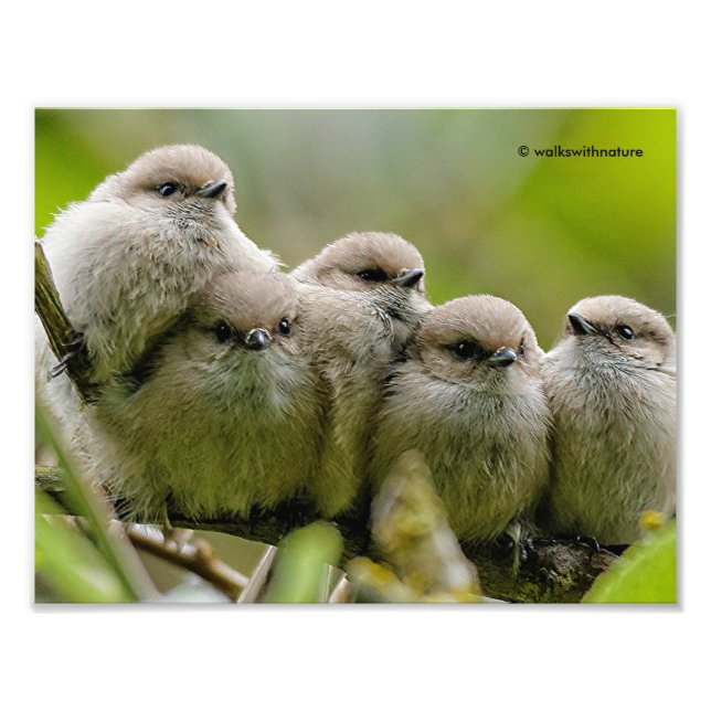 Alarmante foto de la familia Songbirds de los anim (Frente)