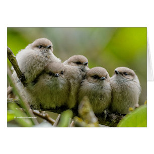 Alarmante foto de la familia Songbirds de los anim