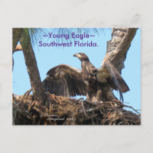 Alas abiertas Young Eagle con tarjeta postal Flori
