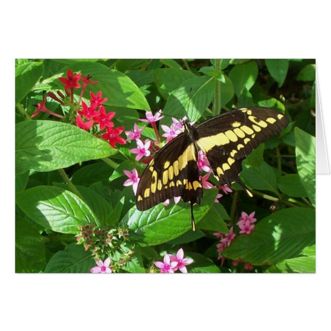 Alas audaces (Anverso (Horizontal))