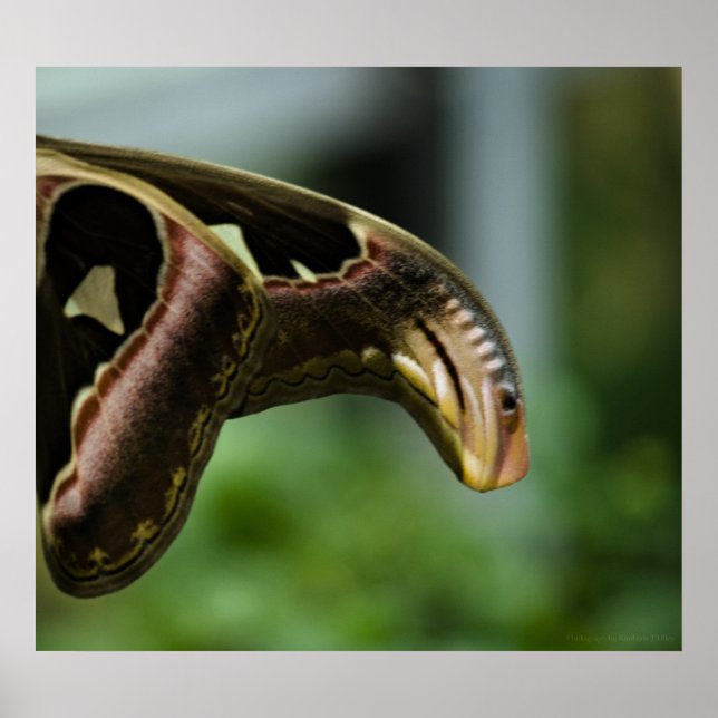 Alas de la impresión de Atlas (Frente)