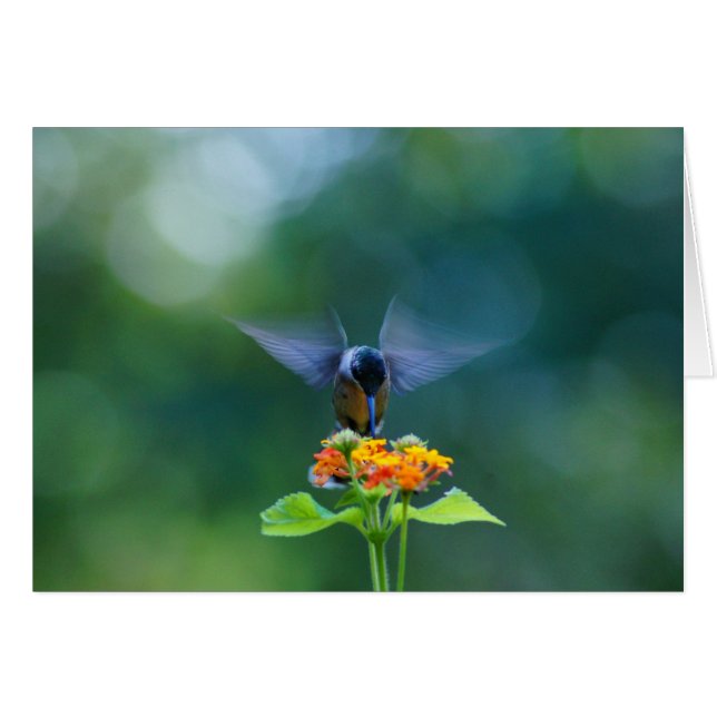 Alas del ángel (Anverso (Horizontal))