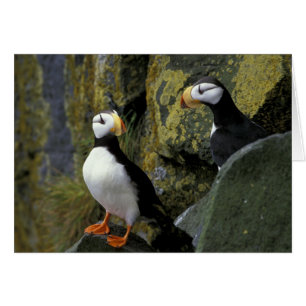 Alaska, Isla de San Pablo, las Pribilof, cuernitor