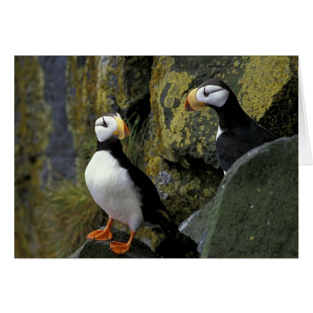 Alaska, Isla de San Pablo, las Pribilof, cuernitor (Anverso (Horizontal))