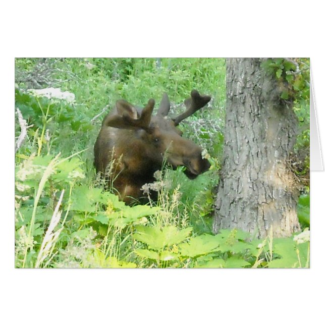 Alaska Moose (Anverso (Horizontal))
