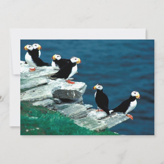 Alaska Puffins Pájaros Coloridos (Anverso)