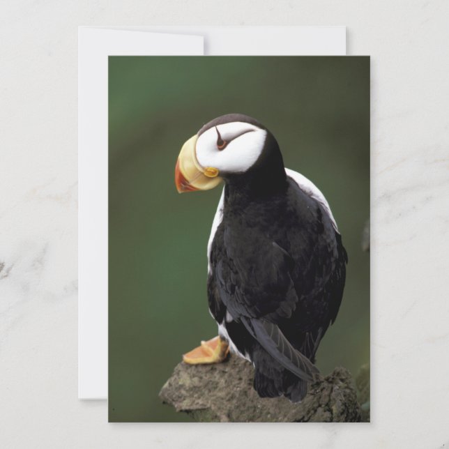 Alaska Puffins Pájaros Coloridos (Anverso)