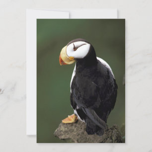 Alaska Puffins Pájaros Coloridos