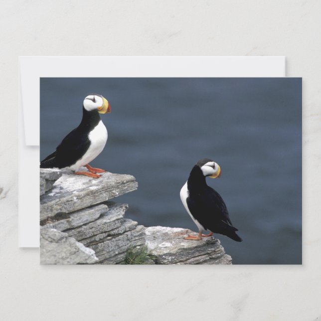 Alaska Puffins Pájaros Coloridos (Anverso)