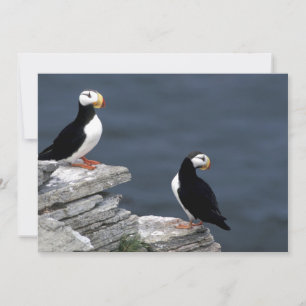 Alaska Puffins Pájaros Coloridos