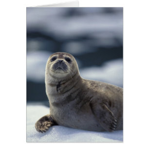 Alaska, región sureste Foca común en el hielo