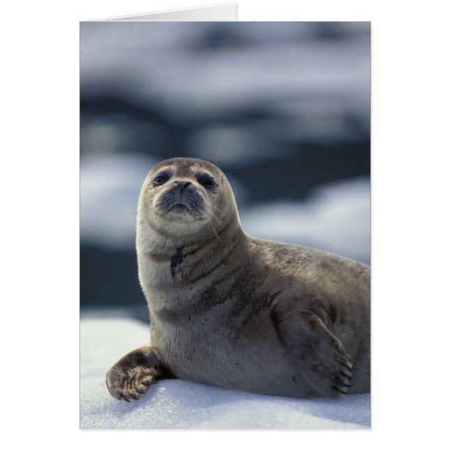 Alaska, región sureste Foca común en el hielo (Frente)