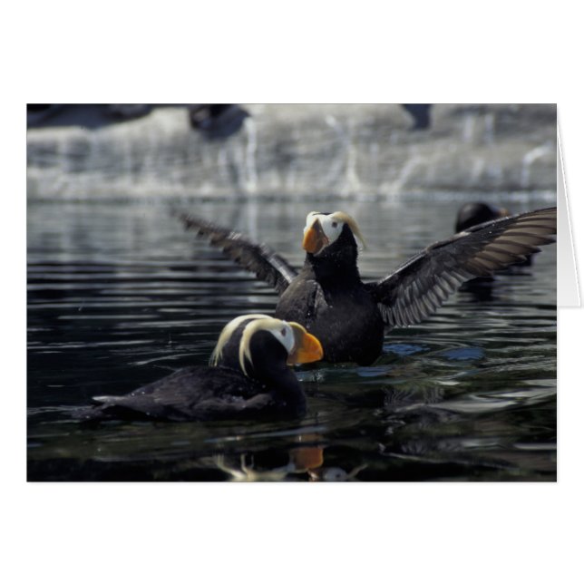 Alaska Tufted puffins (Anverso (Horizontal))