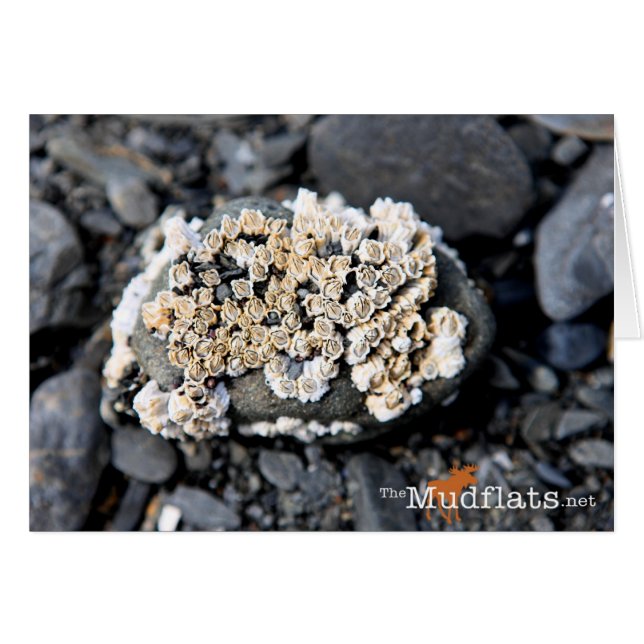 Alaskan Barnacle (Anverso (Horizontal))