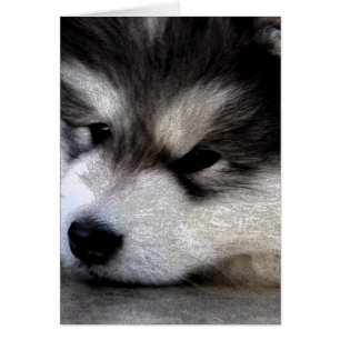 Alaskan Malamute