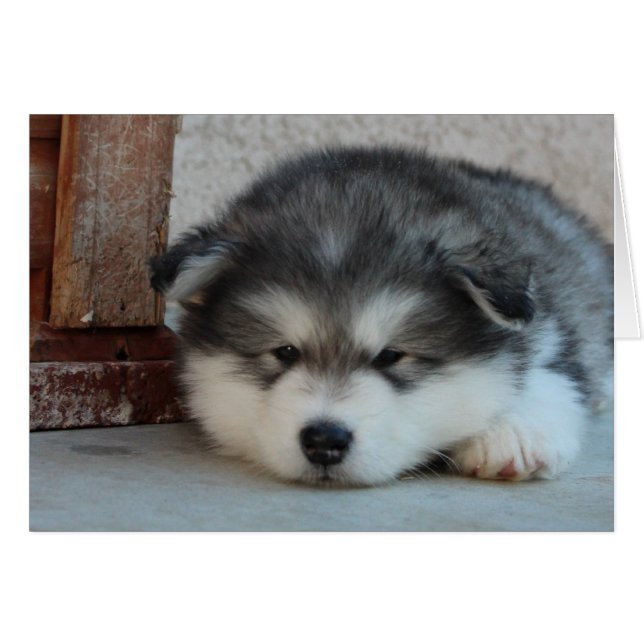 Alaskan Malamute (Anverso (Horizontal))