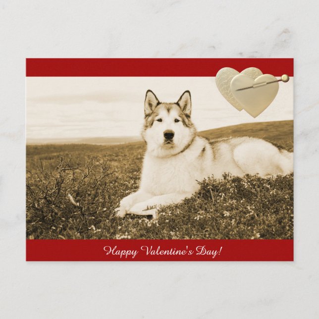 Alaskan Malamute feliz postal de San Valentín (Anverso)