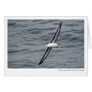 albatros Negro-cejudo en el paso de Drake